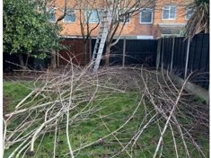 Garden cleared of tree branches after pruning work