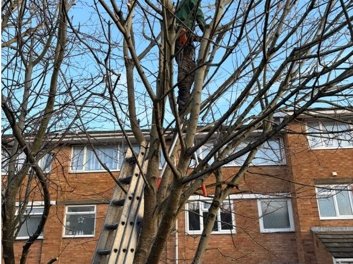 Home Care Utility tree surgeon working at height