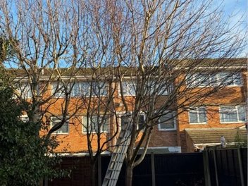Tree pruning job in a residential garden